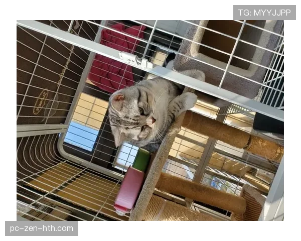 惠若琪退役后这生活也太松弛了吧，每天睡到自然醒还晒猫？